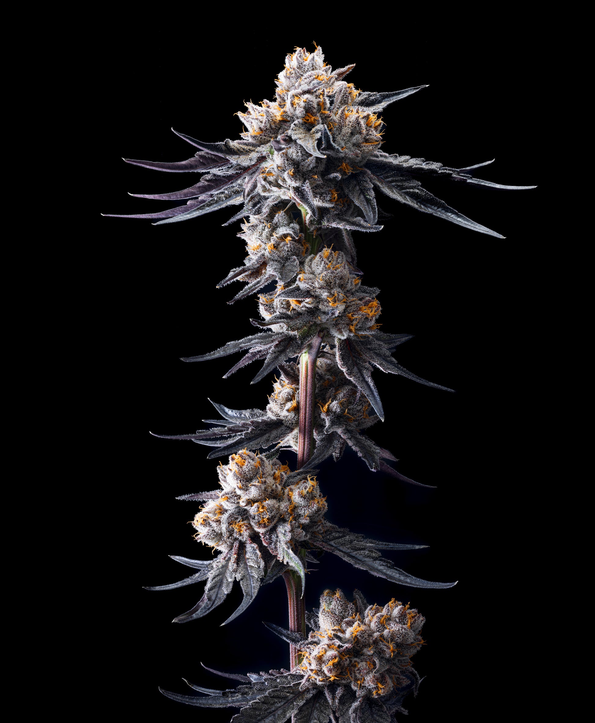 LEMON TREE x LAZER GUN (FEM 6 PACK)