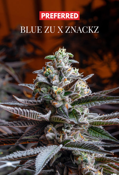 BLUE ZU x ZNACKZ (FEM 3 Pack)