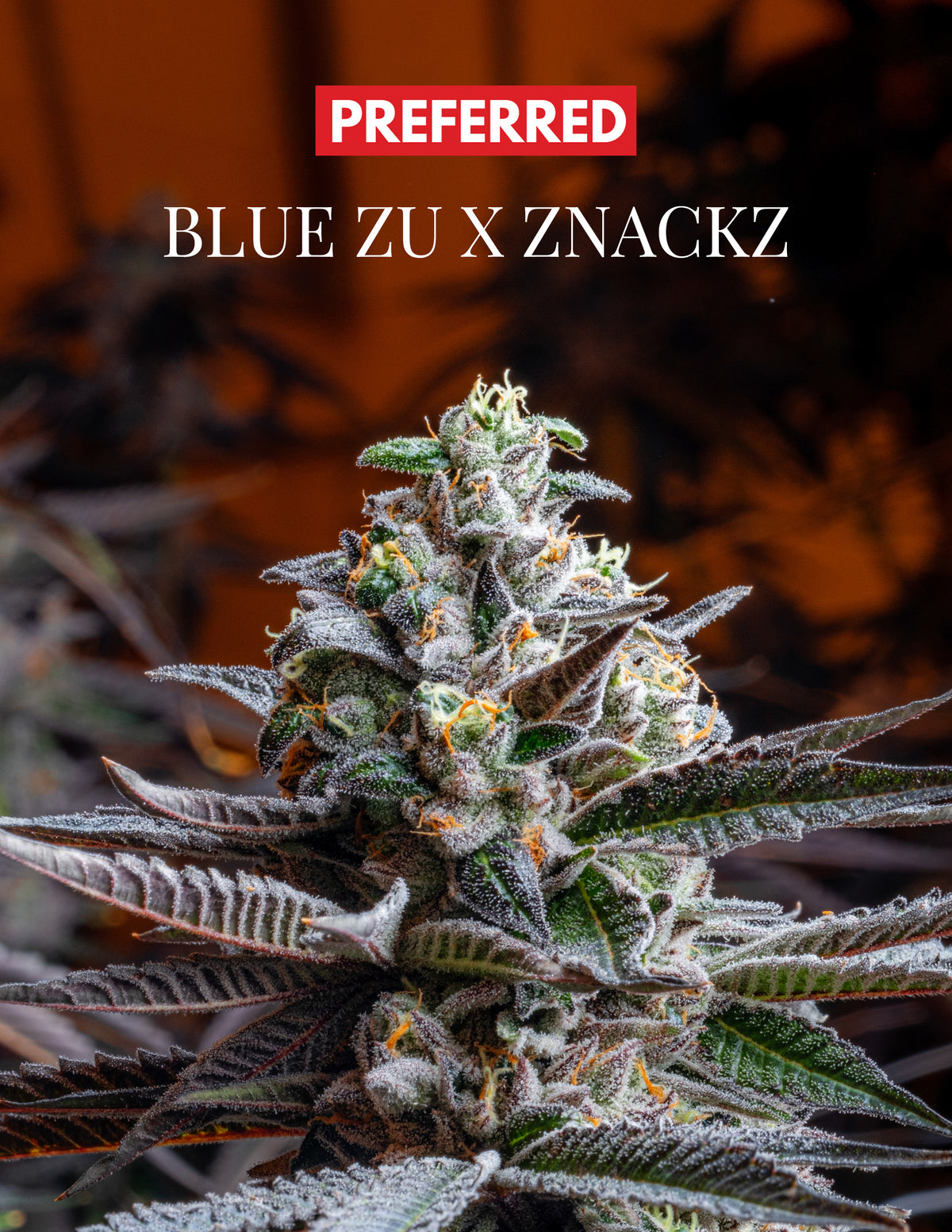 BLUE ZU x ZNACKZ (FEM 3 Pack)