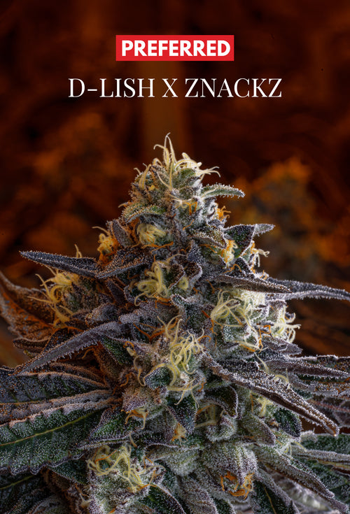 D-LISH X ZNACKZ (FEM 3 Pack)
