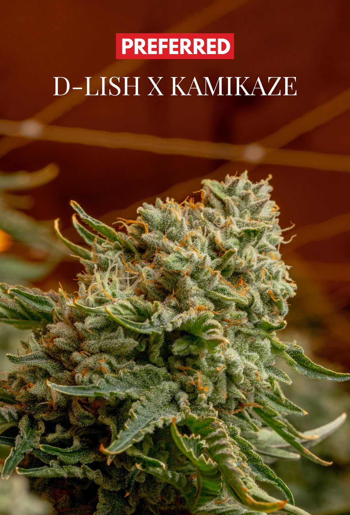 D-LISH × KAMIKAZE  (FEM 3 Pack)