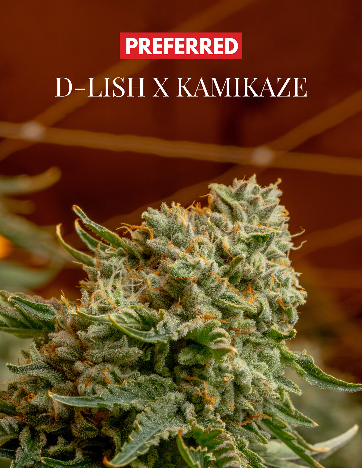 D-LISH × KAMIKAZE  (FEM 3 Pack)