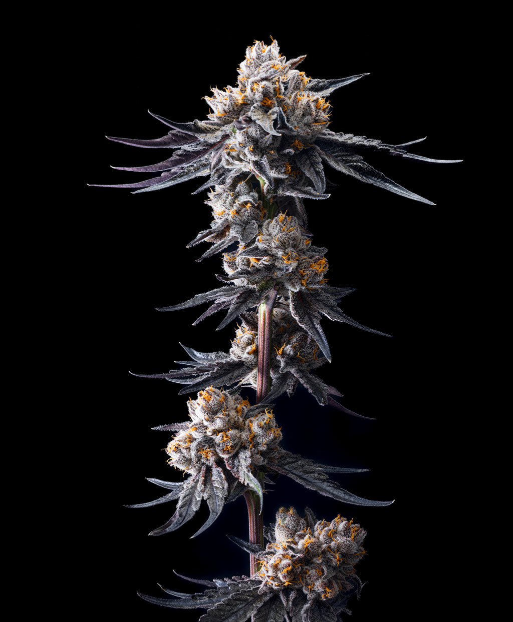 LEMON TREE x LAZER GUN (FEM 6 PACK)