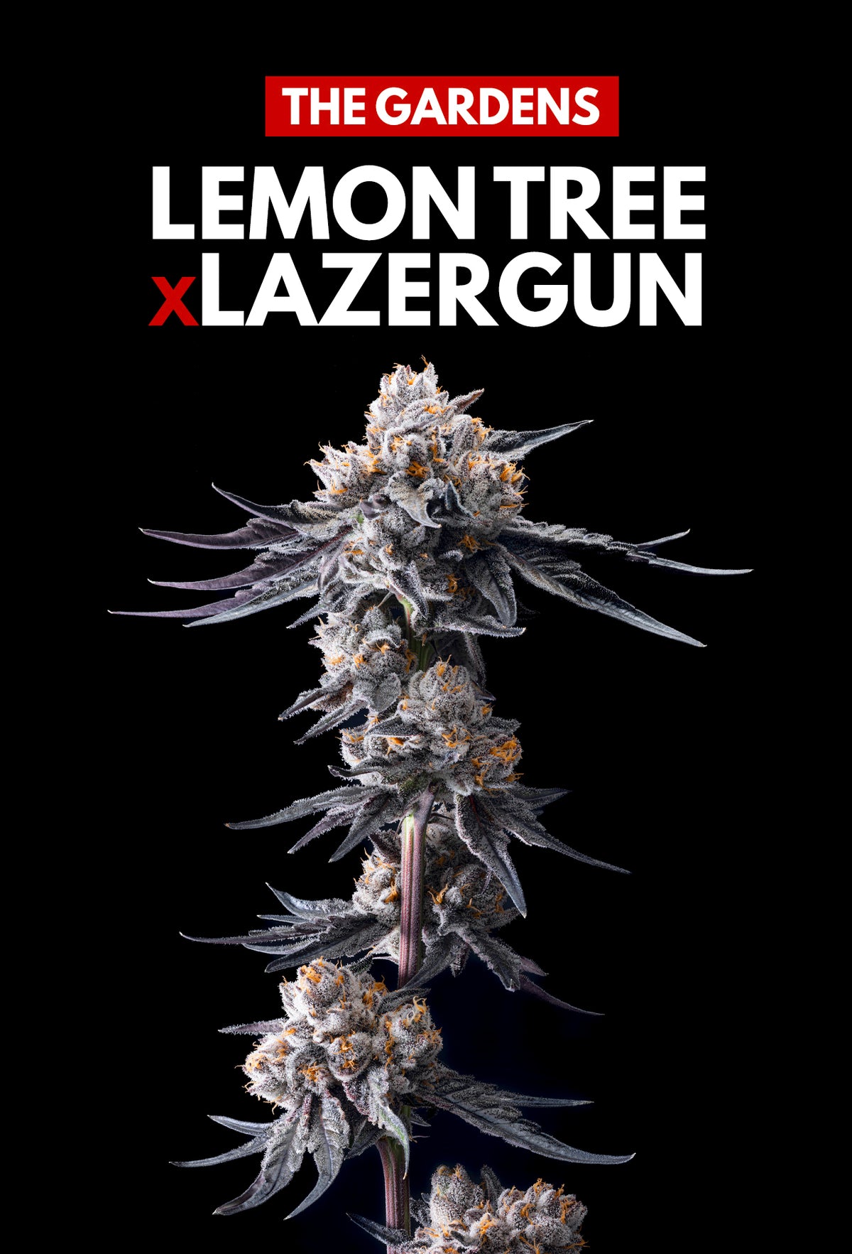 LEMON TREE x LAZER GUN (FEM 6 PACK)