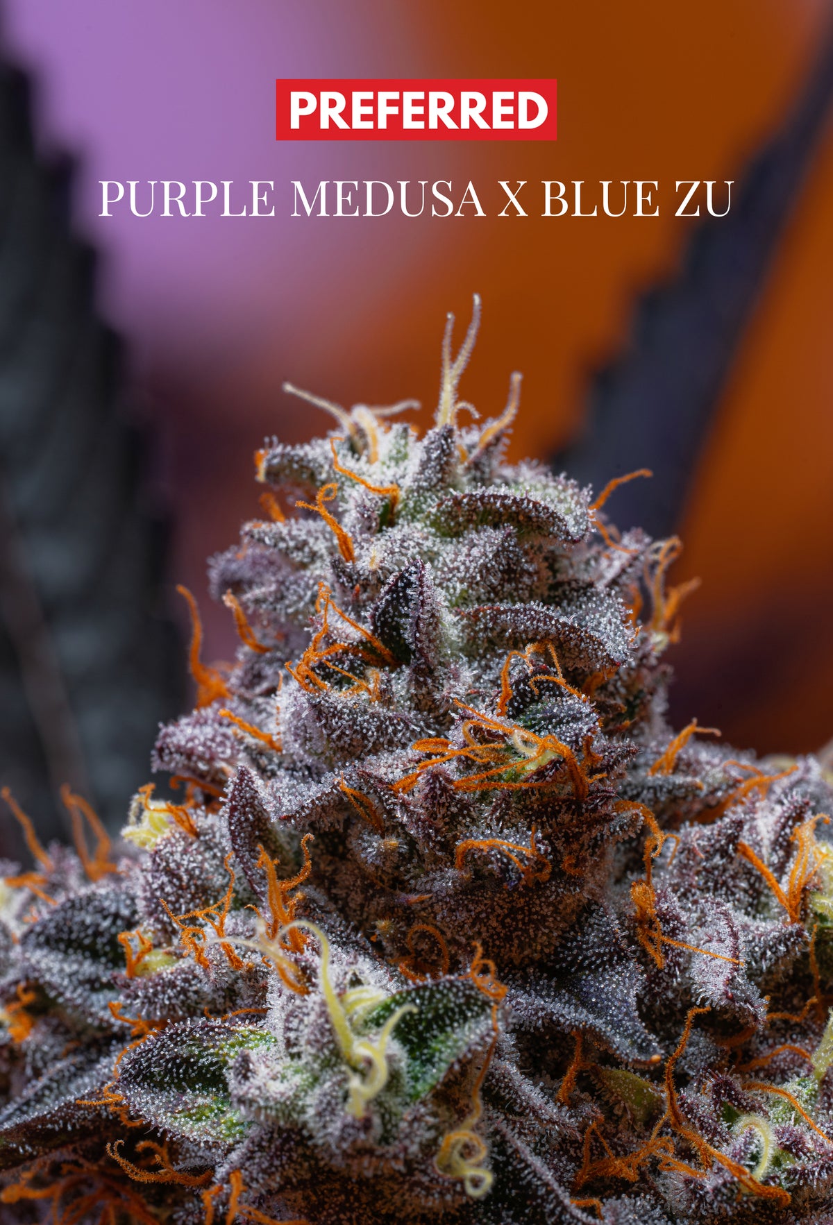 (DARK MATTER x VERZACE) X BLU ZU (FEM 3 Pack)
