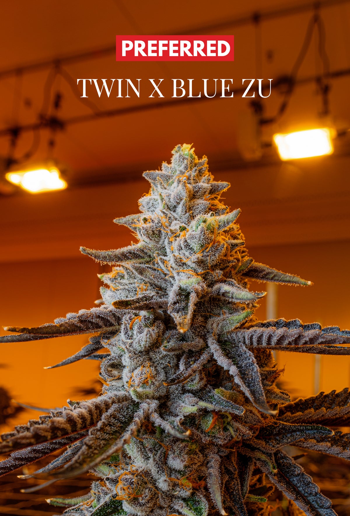 TWIN x BLU ZU (FEM 3 Pack)