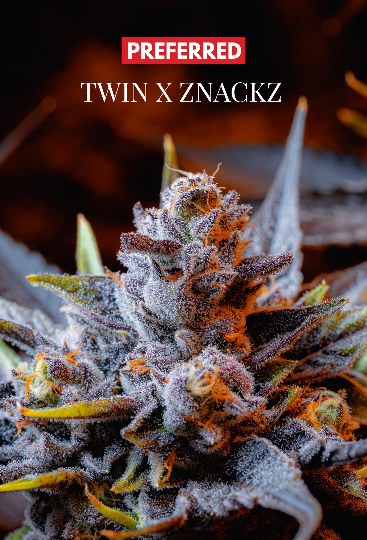 TWIN X ZNACKZ (FEM 3 Pack)