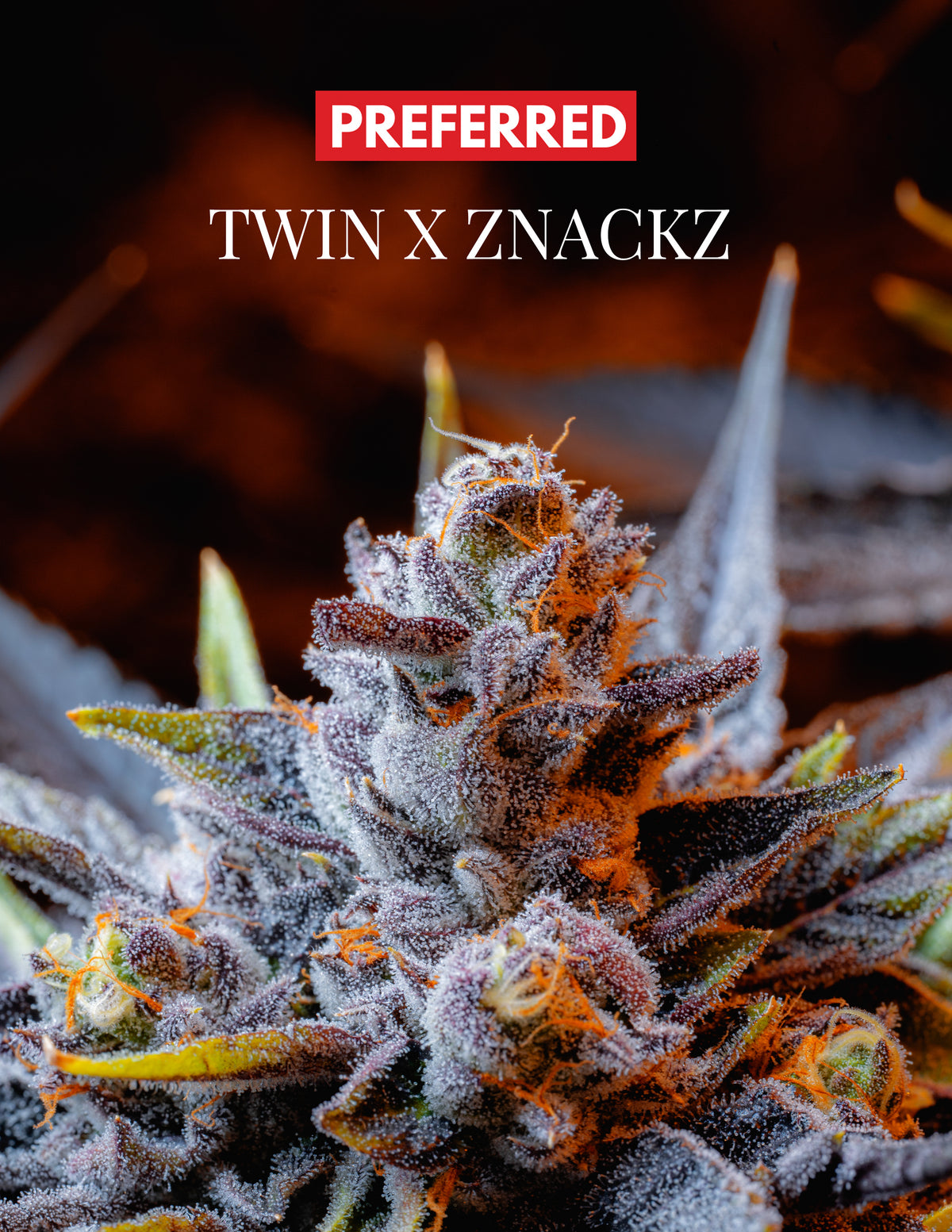 TWIN X ZNACKZ (FEM 3 Pack)