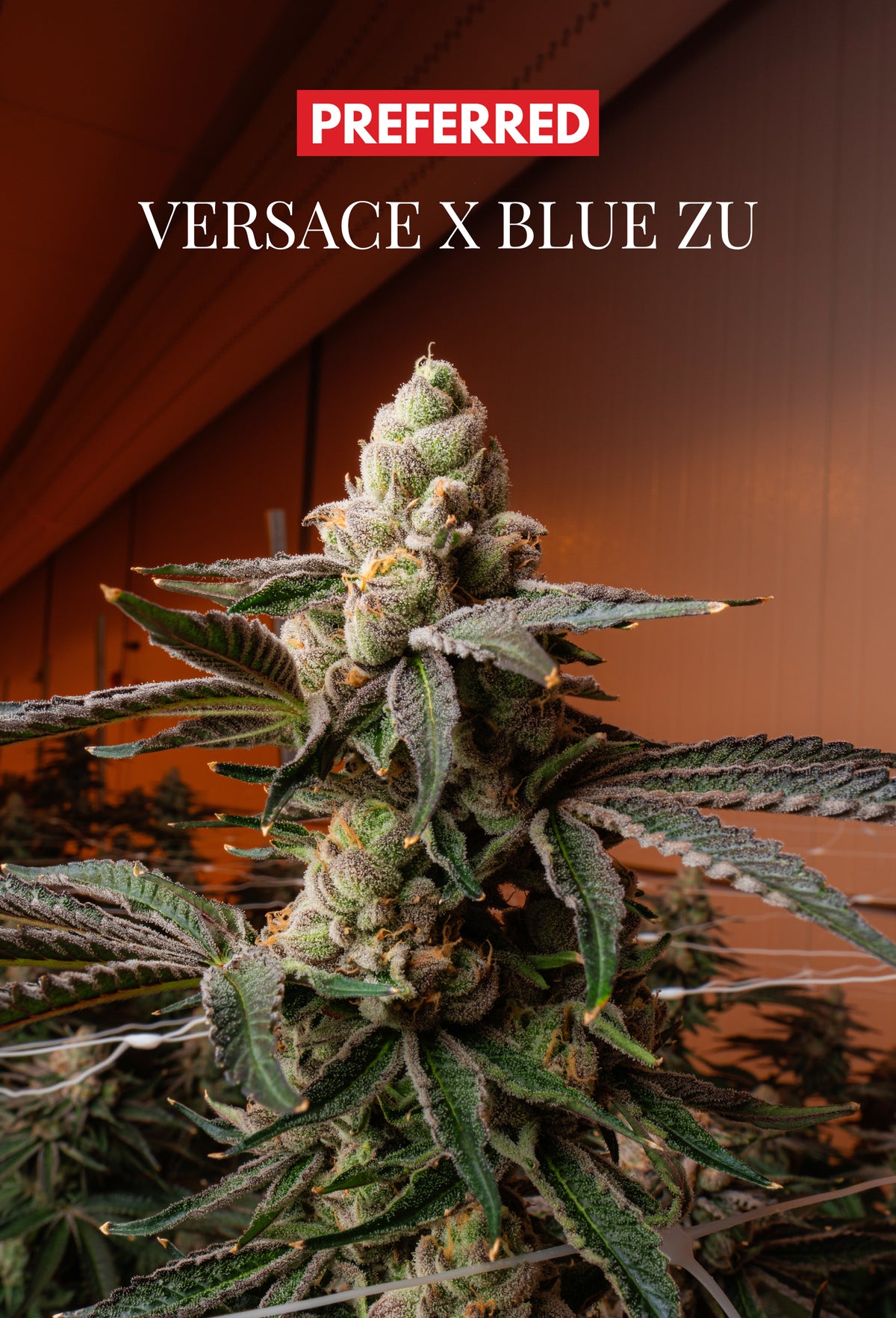 VERZACE x BLU ZU (FEM 3 Pack)