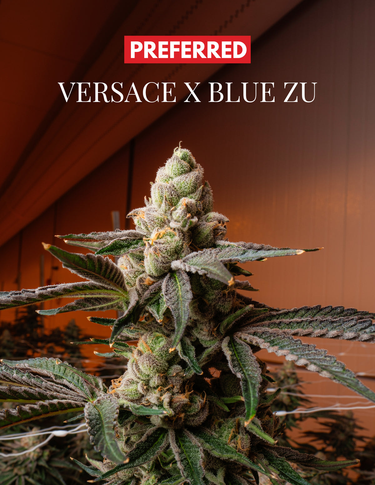 VERZACE x BLU ZU (FEM 3 Pack)