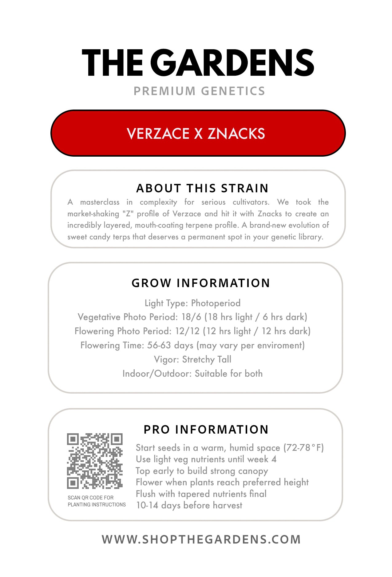 VERZACE X ZNACKZ (FEM 3 Pack)