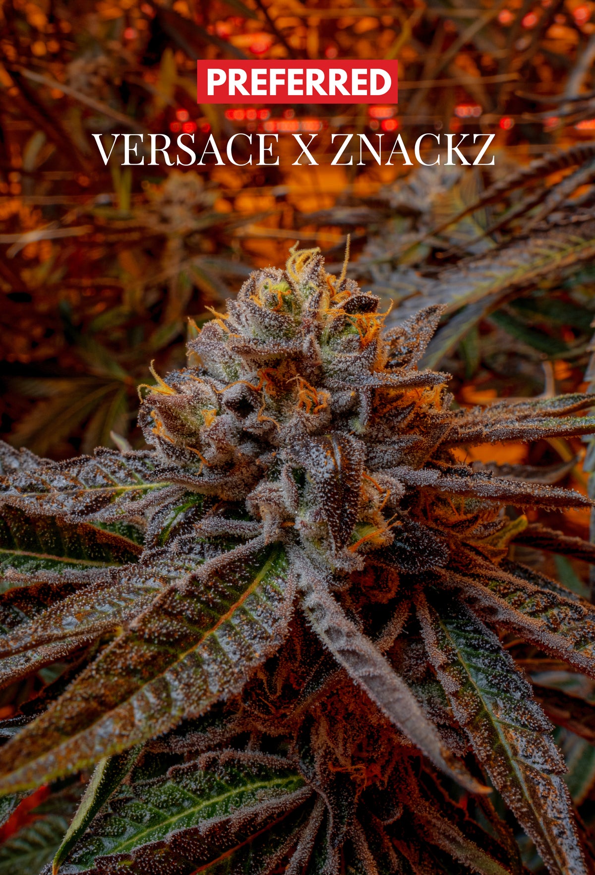 VERZACE X ZNACKZ (FEM 3 Pack)