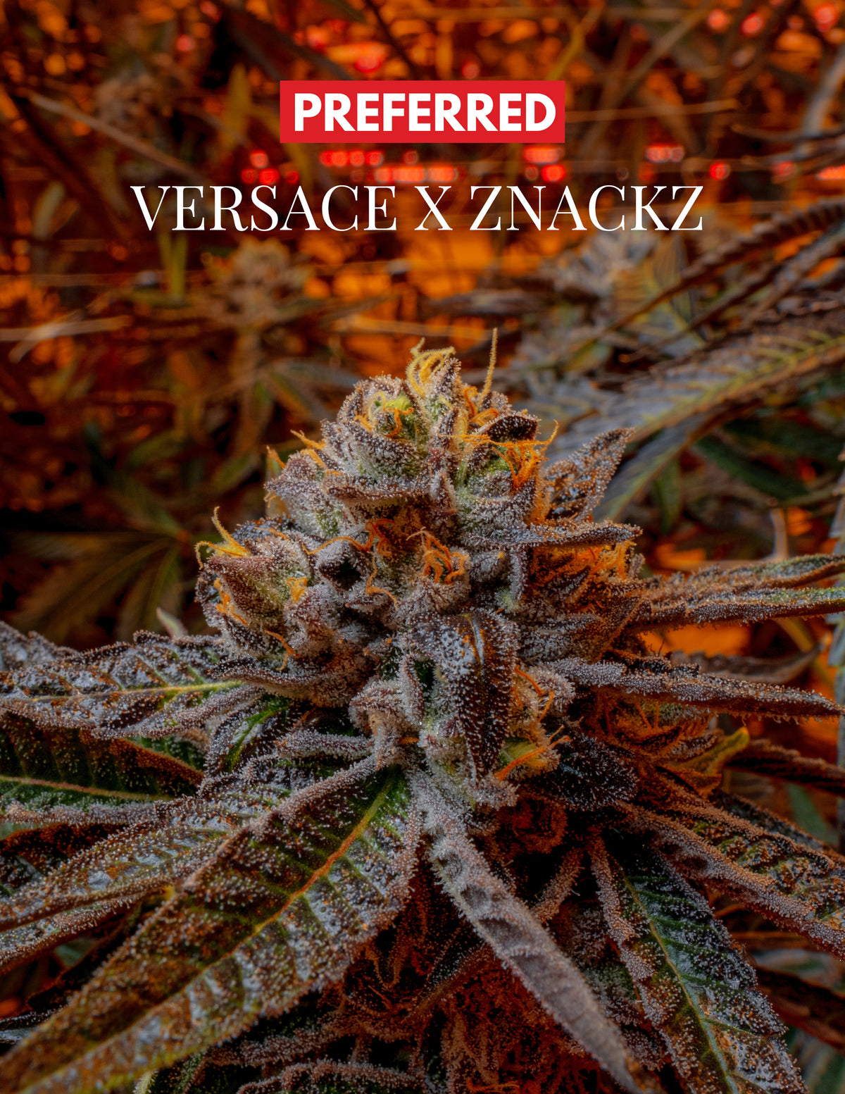 VERZACE X ZNACKZ (FEM 3 Pack)