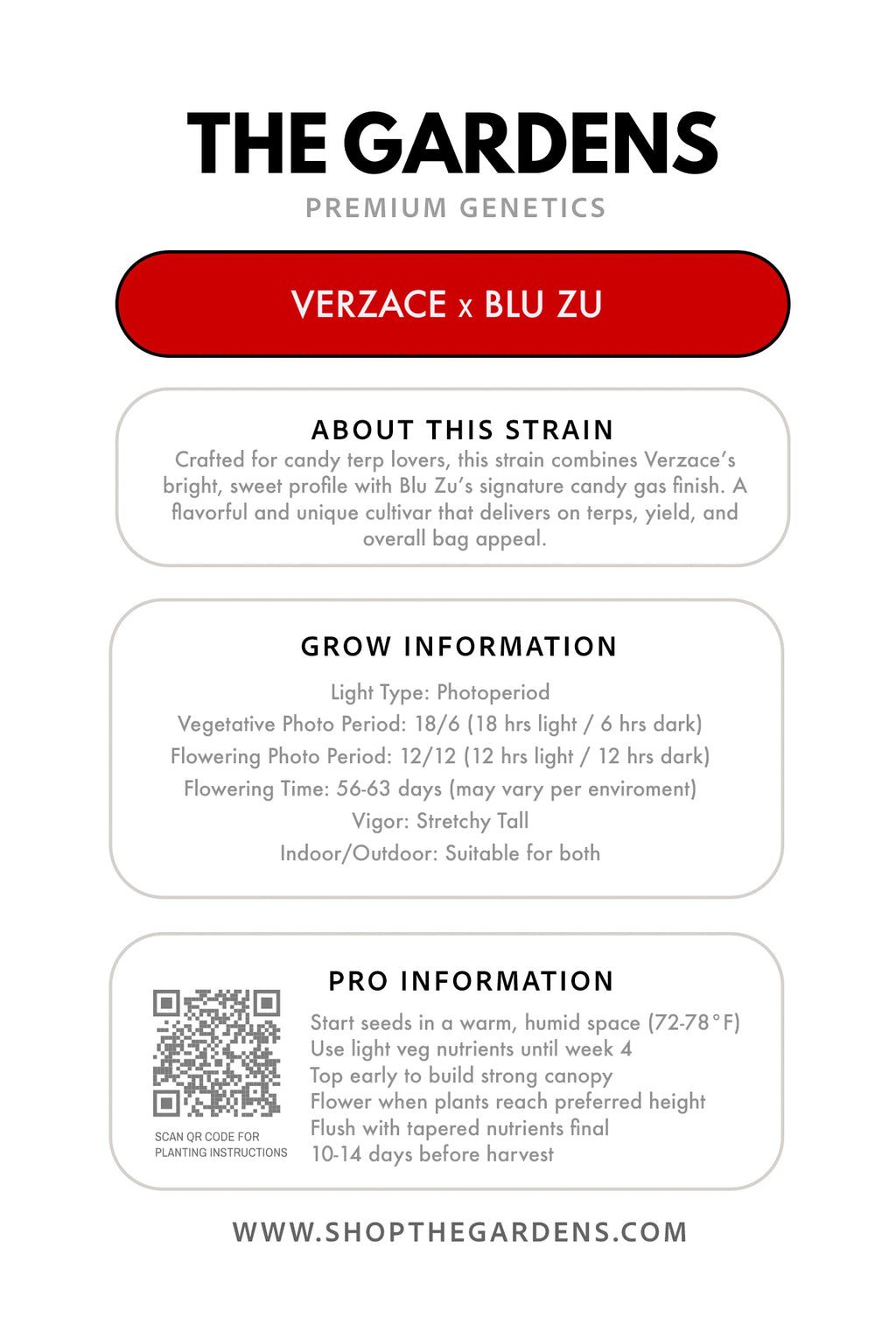 VERZACE x BLU ZU (FEM 3 Pack)