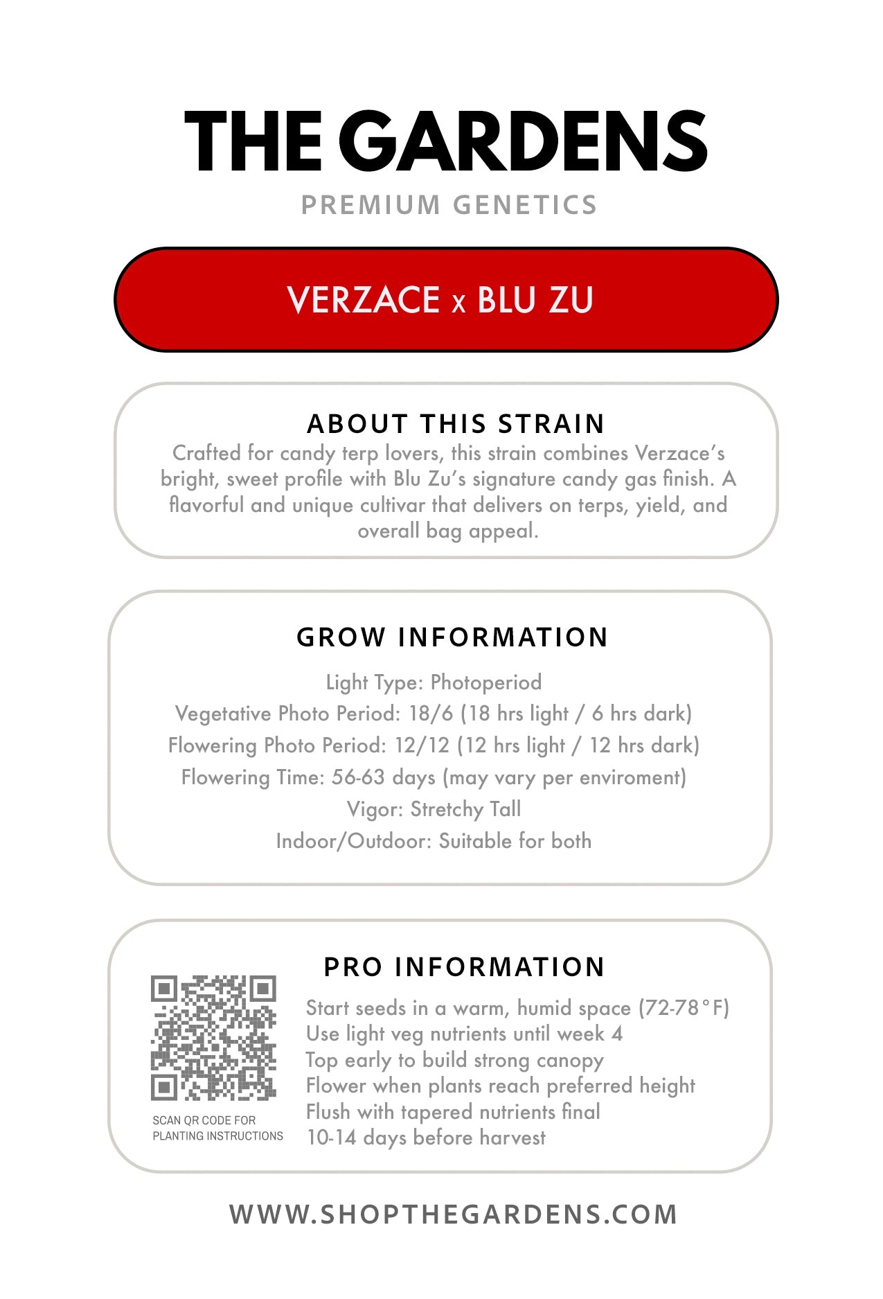 VERZACE x BLU ZU (FEM 3 Pack)