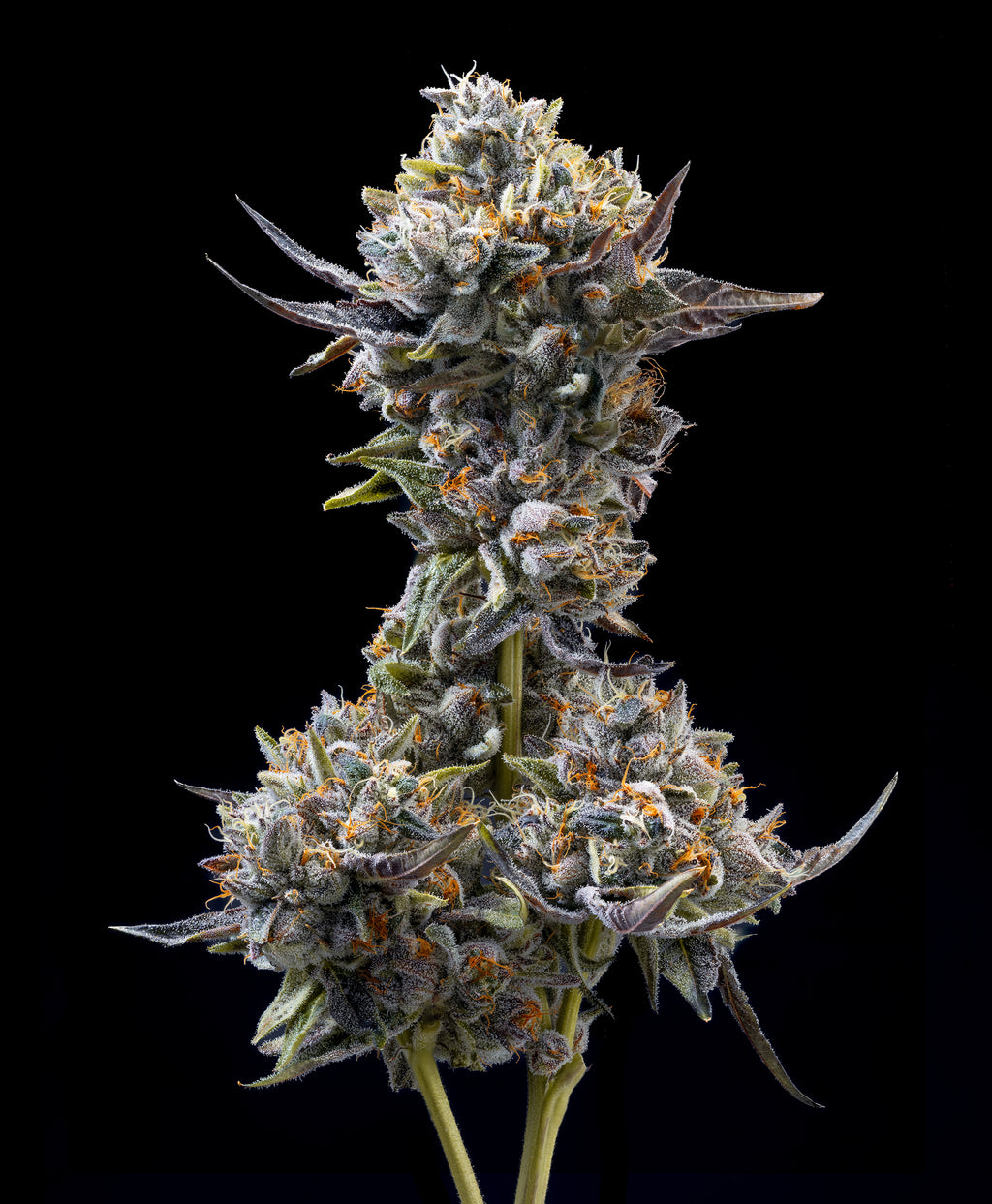 ZNACKZ x LAZER GUN (FEM 6 PACK)