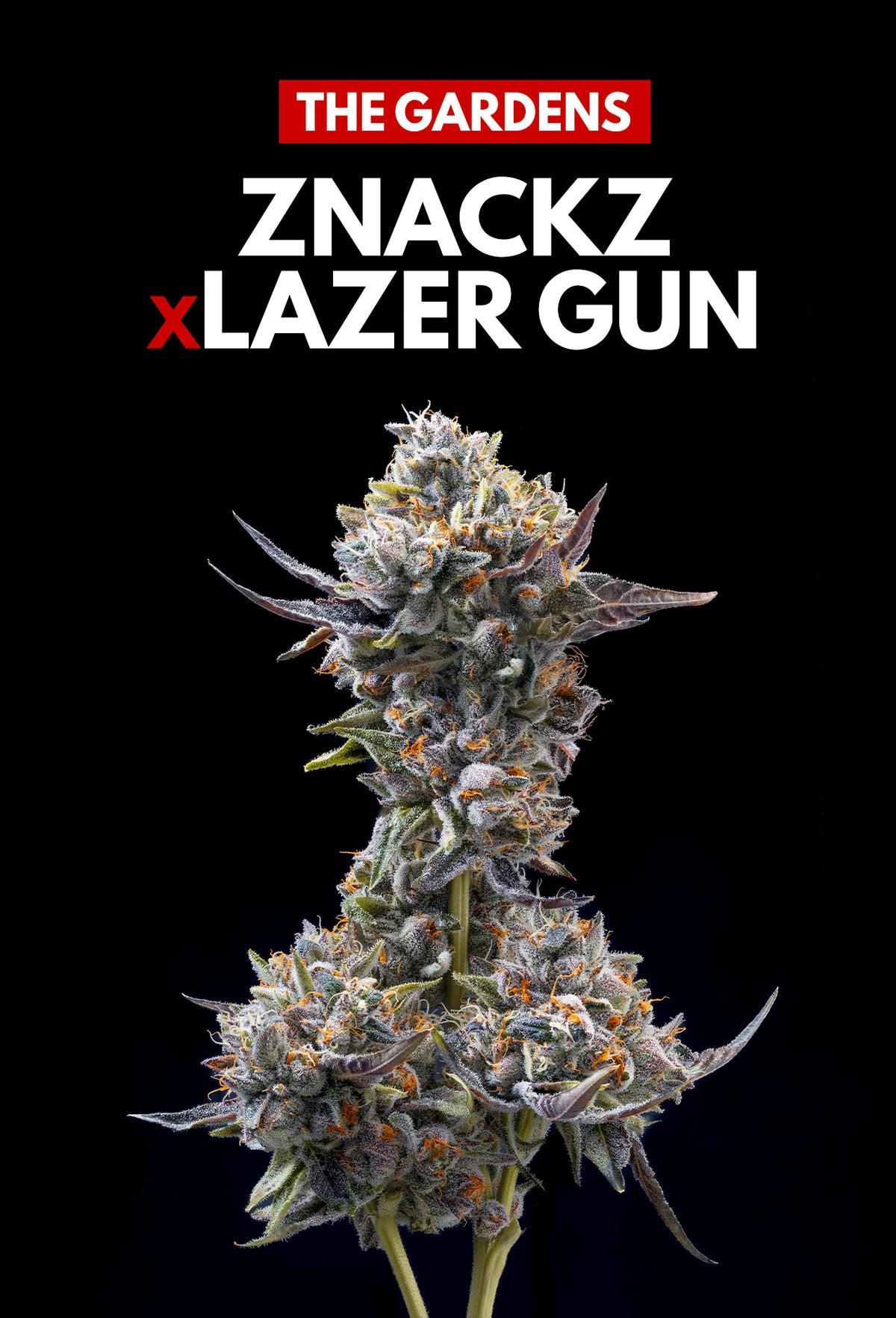 ZNACKZ x LAZER GUN (FEM 6 PACK)