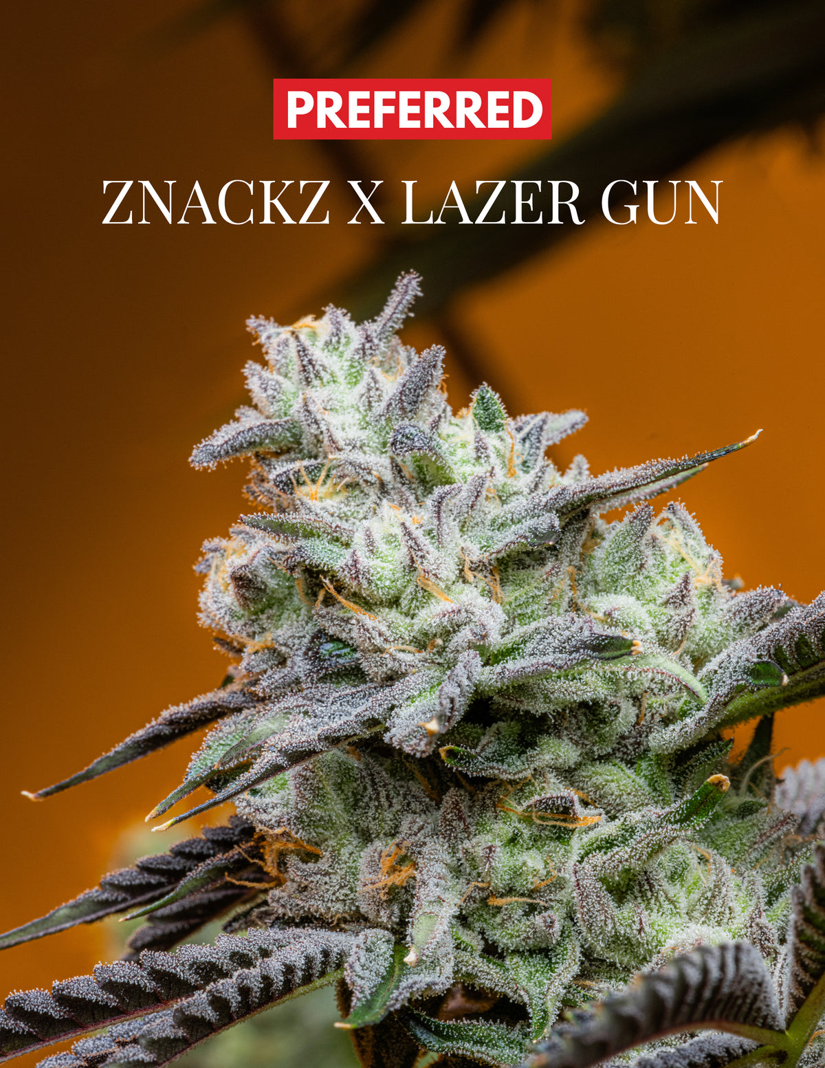 ZNACKZ x LAZER GUN (FEM 6 PACK)