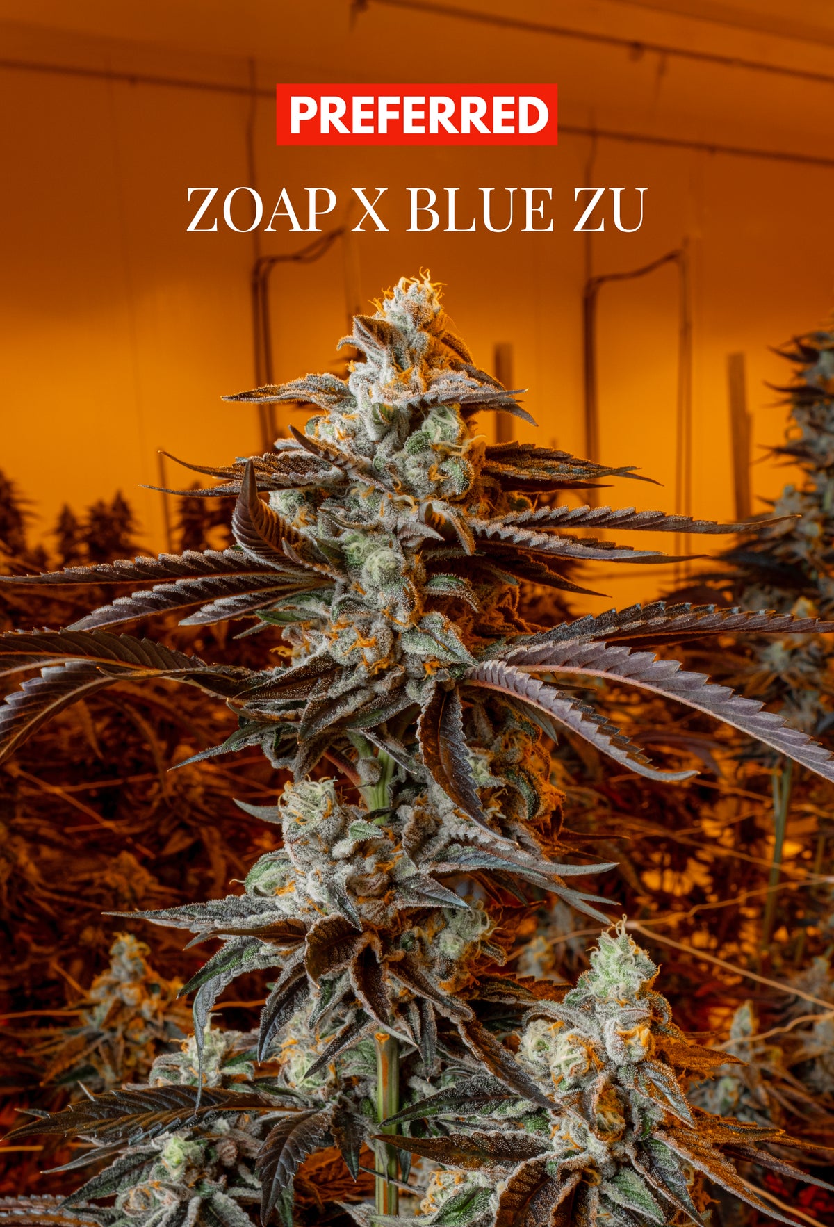 ZOAP x BLU ZU (FEM 3 Pack)