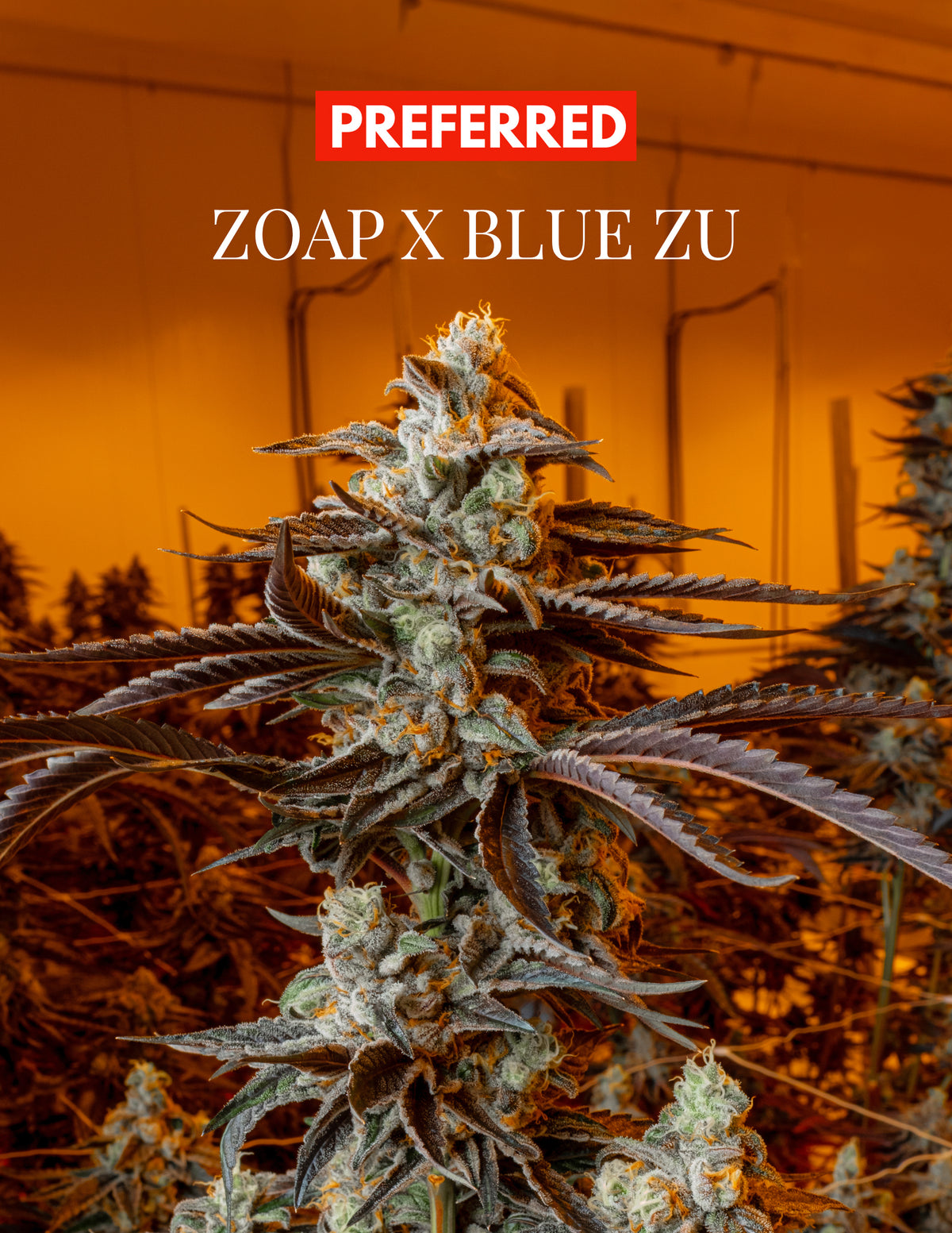 ZOAP x BLU ZU (FEM 3 Pack)